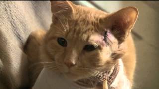 Hes my sons little hero Cat takes a bullet and saves 3 year old in York [upl. by Ahsirtak]