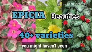 Episcia varieties  40 varieties hanging plants [upl. by Harvison637]