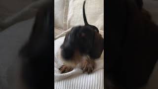 Mini wire haired Gaston the dachshund speaking [upl. by Hayes]