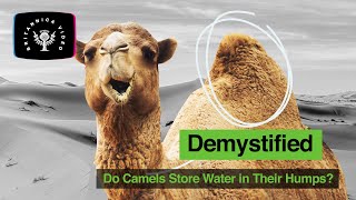 Demystified Do Camels Store Water In Their Humps  Encyclopaedia Britannica [upl. by Lekym]