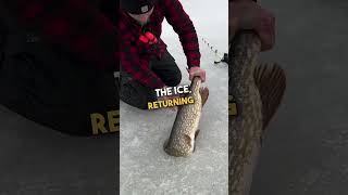 Fisherman Releases Massive Northern Pike Back to the Lake 🐟 🥰 [upl. by Anahahs]