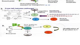 Metabolic Engineering [upl. by Edla277]