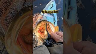 Bluegill stuck in BASS mouth fishing fishingvideo kayakfishing fish youtubehighfive [upl. by Bunce91]