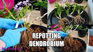 Repotting Unruly Dendrobium Orchid  Potting Keikis with mother plant for a bushier Orchid [upl. by Eerised]