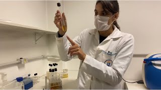 Microbiologia de Alimentos Técnica do Número Mais Provável NMP ou Tubos múltiplos [upl. by Ttezzil]