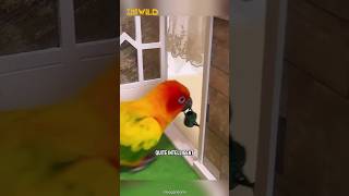 Intelligent amp Beautiful Parrot  Sun Conure shorts [upl. by Anytsirk]