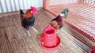 Roster crowing sound effect🙀Jungle Fowl Chicken Breed  The Wild Chickens [upl. by Bunni]