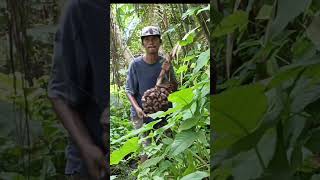 Eating Nipah Fruit in MANGROVE Forest mangrove survival coastline [upl. by Wendalyn]