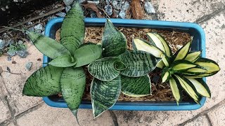 10 Types of Sansevieria Hahnii [upl. by Dyan]