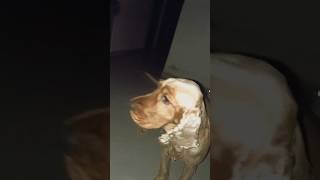 Dog grooming dog funny comedy trending subscribe share shorts video like pets pet laugh [upl. by Allesiram]