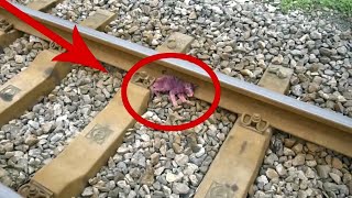 Eine streunende Katze wurde geschlagen ihr Fell gefärbt und auf die Bahngleise geworfen [upl. by Aidul511]