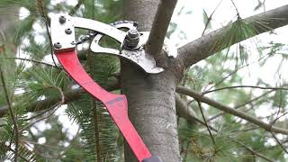 Is This The Best Tree Pruner Ever [upl. by Magee]