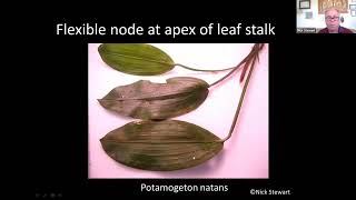 Introduction to Broadleaved Pondweed Identification 2022 [upl. by Notyalk]