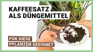 Kaffeesatz als Dünger – Für welche Pflanzen geeignet [upl. by Lowney]