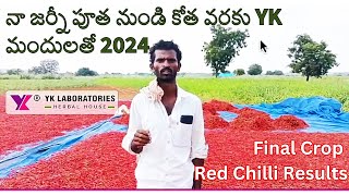 నా జర్నీ పూత నుండి కోత వరకు 2024 YK లాబొరేటరీస్ మందులతో Chillimirchi Vaayu yantra Ykstar Oxyveg [upl. by Phaedra]