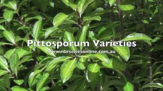 Pittosporum Hedging Plant Varieties [upl. by Yvad]