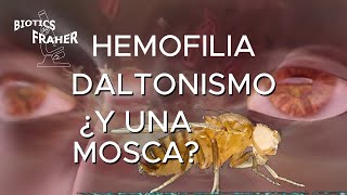 HEMOFILIA DALTONISMO ¿Y UNA MOSCA [upl. by Allemap263]