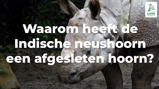 Waarom heeft de Indische neushoorn een afgesleten hoorn [upl. by Sherlock]