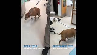 Watch Maggie’s incredible transformation as she goes through Stem Cell Therapy [upl. by Lehcer511]