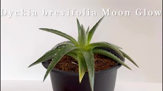 Dyckia brevifolia Moon Glowディッキア・ムーングロウ [upl. by Hayyikaz355]