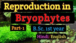 BSC first year Botany Reproduction in BryophytesVegetative reproduction in BryophytesTubers [upl. by Arihsay]