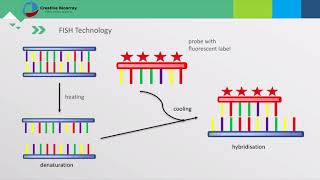 Fluorescent In Situ Hybridization FISH Assay [upl. by Desiree396]