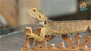 ReptilTV  Folge 26  Bartagamen Basics [upl. by Teena345]