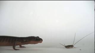 Ensatina eschscholtzii using ballistic tongue projection on a cricket [upl. by Lew113]