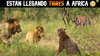 ¡¡LO INESPERADO PASÓ 😨  TIGRES LLEGARON A ÁFRICA  ¿QUÉ PASARA CON LOS LEONES [upl. by Melony]