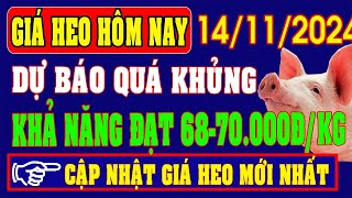 Giá Heo Hơi Ngày 14112024 Dự Báo Tăng Vọt Có Thể Chạm Mốc 70000 Đồngkg Dịp Tết [upl. by Brandon35]