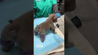 Puppy swimmer syndrome and cleft palate  Part 02 [upl. by Lipcombe]