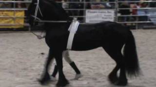 Tije 401 Sport MD Horse World Expo Demo 2010 [upl. by Sairtemed]