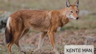 The Endemic Red Fox Bale Mountains National Park Ethiopia Kente Man [upl. by Pascasia828]