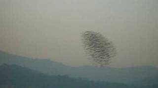 Falcon Attack Peregrine Divebombs Flock of Starlings [upl. by Naivaj9]