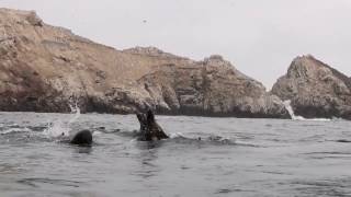 Large group of South American sea lions swimming at the surface [upl. by Ebner]