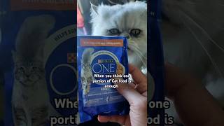 When you think one portion of cat food is enough catfood greedycat fatcat funnycatshorts funny [upl. by Leff]