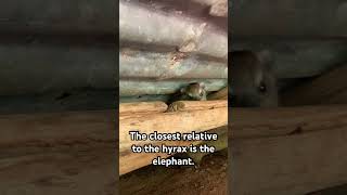 Hyrax are the cutest baby animals hyrax dassie cuteanimals [upl. by Lillywhite]