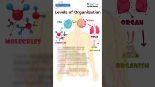 Cell Tissue  Organisation of the organism  CAIE  IGCSE Biology O A Level igcsebiology [upl. by Chancelor]