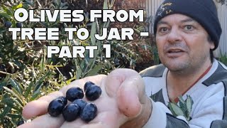 Preserving Olives From Tree To Jar  Part 1 Harvesting Preparing amp Soaking Your Olives [upl. by Gurtner]