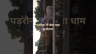 Padrauna gou sewa dham kushinagar song music vlog [upl. by Assiluj]