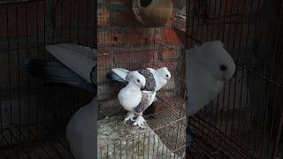 Beauty Of Satinette Pigeon  Fancy Pigeon Videos  Pigeon Videos pigeonslovers pigeonsvideo [upl. by Berrie]