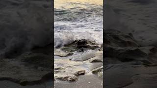 Someone’s having fun sanderling birdbaths [upl. by Lexie]