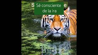 Sé consciente de la ira despierta la actitud de la consciencia siente espiritualidad y universo 🧡 [upl. by Esertal]