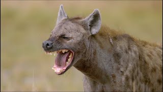 Wild Life  Spotted Hyenas Documentary 2020 Full HD 1080p [upl. by Ainorev752]