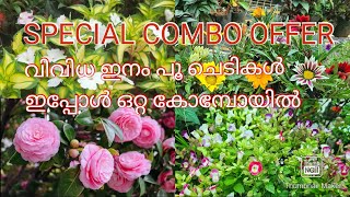 special Combo offer Different variety flowering plants in 1 combo  Combo offer  Malayalam [upl. by Wickner475]