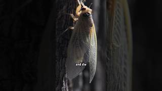 TRILLIONS of cicadas are emerging Math can tell us why… [upl. by Aneeuq527]