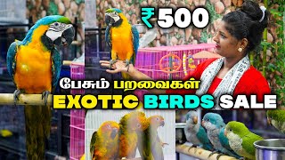 BIRDS SALE ரூ500 முதல் Tamed And Talking Birds For Sale  Sun ConureCockatiel African Love Birds [upl. by Antonia47]