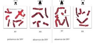 SVT cours  Les gènes [upl. by Peri537]