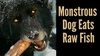 Recreational Bone Crunching  Monstrous Dog Eats Raw Fish K9 Mukbang [upl. by Pasquale]