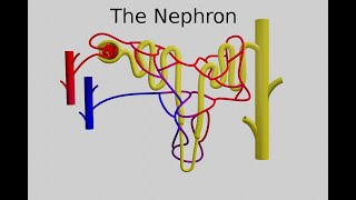 The Nephron  Function and Regulation [upl. by Eisinger]